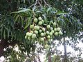 Mango tree with fruit in Rincón, Puerto Rico
