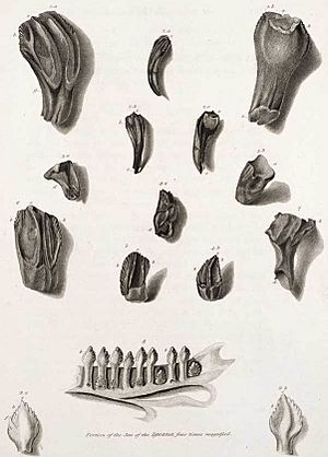 Mantell iguanadon teeth