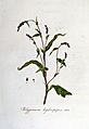 Polygonum hydropiper — Flora Batava — Volume v6