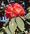 Rhododendron arboreum subsp. nilagiricum (1)