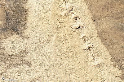 Samalayuca dunes detail
