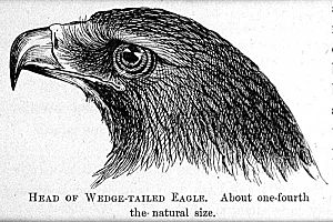 Wedge-tailed eagle, Anne Meredith