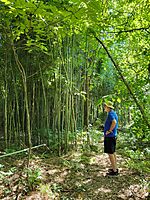 Bamboo stand in Marberry Arboreteum 9-2022.jpg