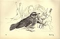 Birds from Moidart and elsewhere (Plate 19) (8511351802)