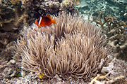 Dusky anemonefish Amphiprion melanopus and leathery sea anemone Heteractis crispa (7504784418)