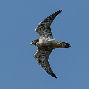 Falco peregrinus -Morro Rock, Morro Bay, California, USA -flying-8