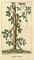 Flore médicale des Antilles, ou, Traité des plantes usuelles (Pl. 348) (7795720252)