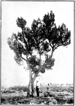 Goldfields Pine in Primer of Forestry Poole 1922