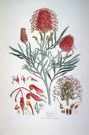 Grevillea Banksii (Illustrationes Florae Novae Hollandiae plate 9)