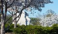 MLK and cherry blossoms 0001 - Washington DC - 2014-04-10 (13772466365)