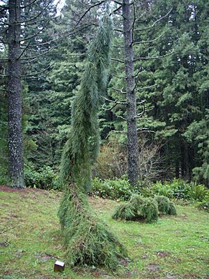 Pdx washpark hoytarboretum weepingsequoia.jpeg