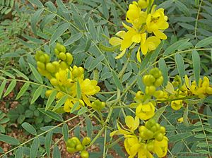 Senna alexandrina Mill.-Cassia angustifolia L. (Senna Plant)