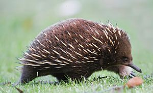 Tachyglossus aculeatus side on