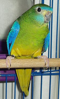 Turquoise Parrot-01