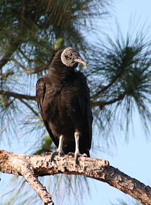 Black Vulture (1)
