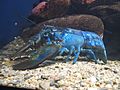 Blue-lobster