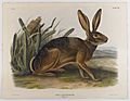 Brooklyn Museum - California Hare - John J. Audubon