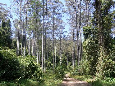 Eucalyptus saligna Black Bulga forest.JPG