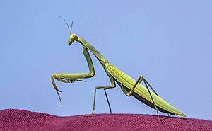 European praying mantis (Mantis religiosa) green female Dobruja.jpg