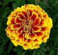 French Marigold -- October Birthday Flower -- Tagetes patula