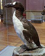 Great Auk (Pinguinis impennis) specimen, Kelvingrove, Glasgow - geograph.org.uk - 1108249 cropped