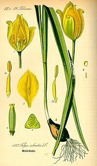 Illustration Tulipa sylvestris0