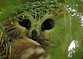 Northern Sawhet Owl