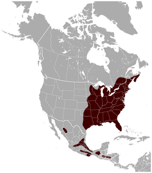 Southern flying squirrel Glaucomys volans distribution map.png