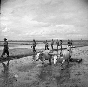 The British Army in Burma 1945 SE4340