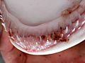 Triaenodon obesus JNC960 Lower jaw and teeth 2