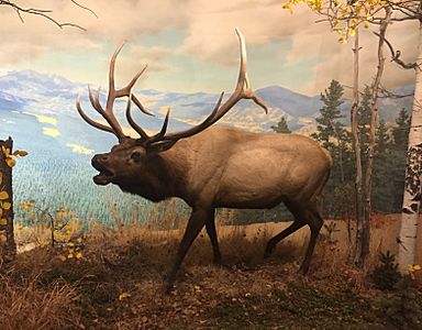 Wapiti Elk, Denver Museum of Nature and Science