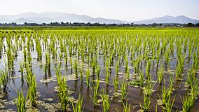 2014 Rice paddies Phrao district
