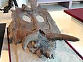 Anchiceratops ornatus, Near Drumheller, Alberta, Canada, Late Cretaceous - Royal Ontario Museum - DSC00082