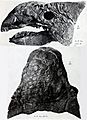 Ankylosaurus skull AMNH