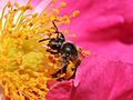 Bee pollinating a rose