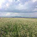 Buckwheat fields in Shirak Province, Armenia 7-15-16, 16 47 38