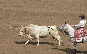 California rodeo Salinas lasso bull p1050544