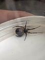 GT False Widow Spider from a Nestbox