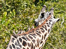 Giraffe Oxpeckers Lupande Zambia Jul23 A7R 06194