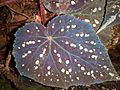 Iridescent begonia