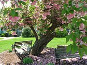 Kwanzan Cherry Tree with benches, Elizabeth Park, West Hartford, CT - May 12, 2013