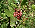 Rhamnus alaternus fruits 2