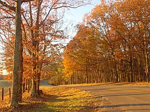 Roadway in David Crockett State Park (Autumn 2008 - Horizontal Image)