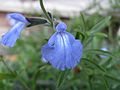 Salvia azurea1