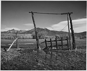 Taos County, New Mexico. Fence construction at Los Cordovas. This is vega land, as is much land ad . . - NARA - 521936