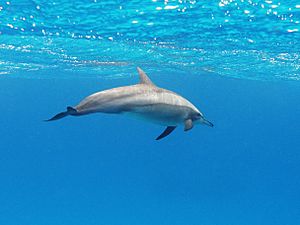 A spinner dolphin in the Red Sea