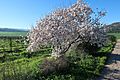 Almond tree in blossom (Israel)