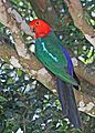 Australian King Parrot JCB
