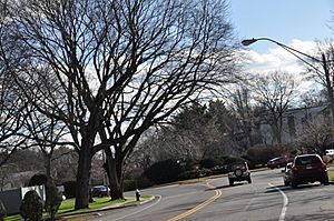 The parkway approaching a rotary in West Roxbury
