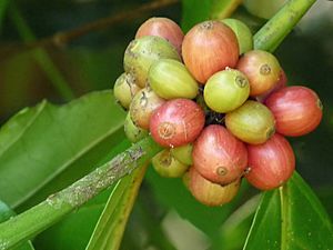 Coffea canephora at Aanakkulam.jpg